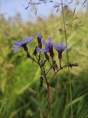 Lactuca sibirica