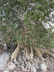 Ficus petiolaris palmeri