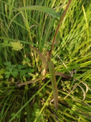 Lactuca sibirica