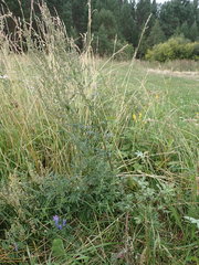 Artemisia mongolica