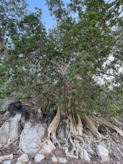 Ficus petiolaris palmeri