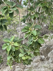 Ficus petiolaris palmeri