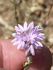 Lessingia leptoclada