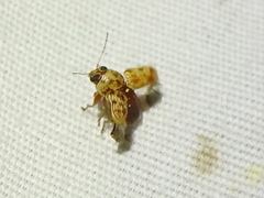 Pachybrachis turbidus