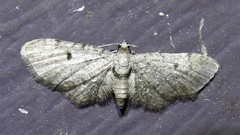 Eupithecia affinata