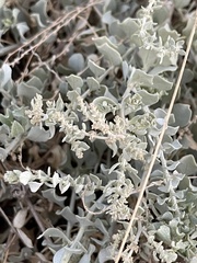 Atriplex barclayana