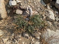 Lomatium rigidum