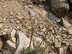 Lomatium rigidum