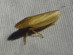 Prairiana
