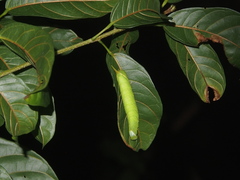 Marumba dyras