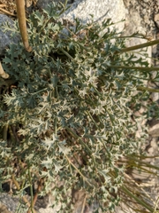 Lomatium rigidum