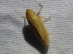 Prairiana
