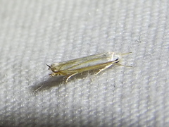 Polyhymno luteostrigella