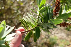 Veronica albicans
