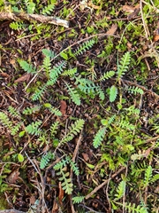 Leptinella squalida