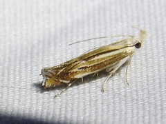 Isophrictis magnella