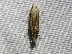 Isophrictis magnella