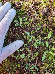 Leptinella squalida