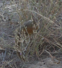 Paraxerus cepapi cepapi