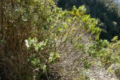 Veronica albicans