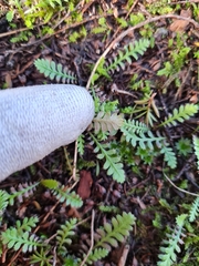 Leptinella squalida