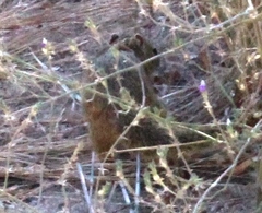 Paraxerus cepapi cepapi