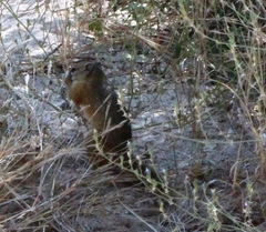 Paraxerus cepapi cepapi