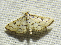 Hileithia rehamalis