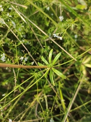 Galium uliginosum