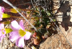 Oxalis fergusonae