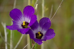 Eustoma russellianum