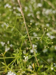 Galium uliginosum