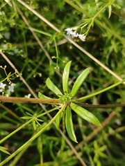 Galium uliginosum