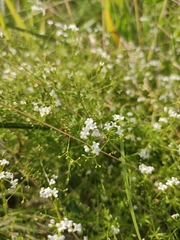 Galium uliginosum