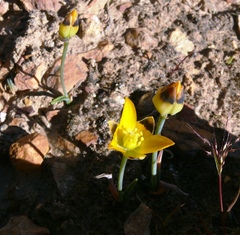 Ornithogalum maculatum