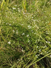 Galium uliginosum