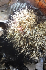 Erinaceus amurensis