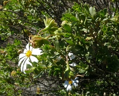Dimorphotheca cuneata