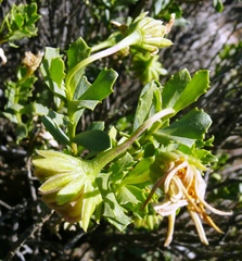 Dimorphotheca cuneata