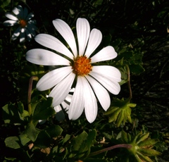 Dimorphotheca cuneata