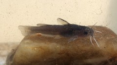 Ameiurus platycephalus