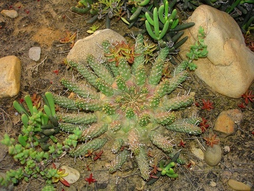 Euphorbia decepta