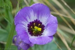 Eustoma russellianum