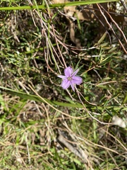 Thysanotus patersonii