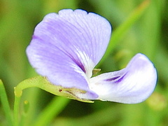 Psoralea abbottii