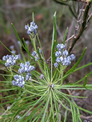 Conospermum caeruleum - Wikipedia