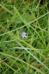 Psoralea abbottii