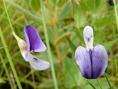 Psoralea abbottii