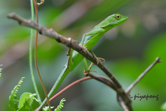 Bronchocela rayaensis