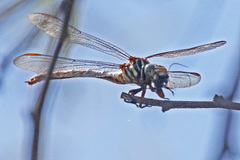 Aphylla angustifolia